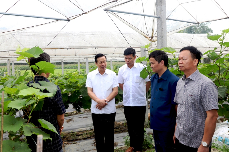 Chủ tịch UBND tỉnh Nguyễn Văn Sơn kiểm tra một số mô hình kinh tế ở Quang Bình